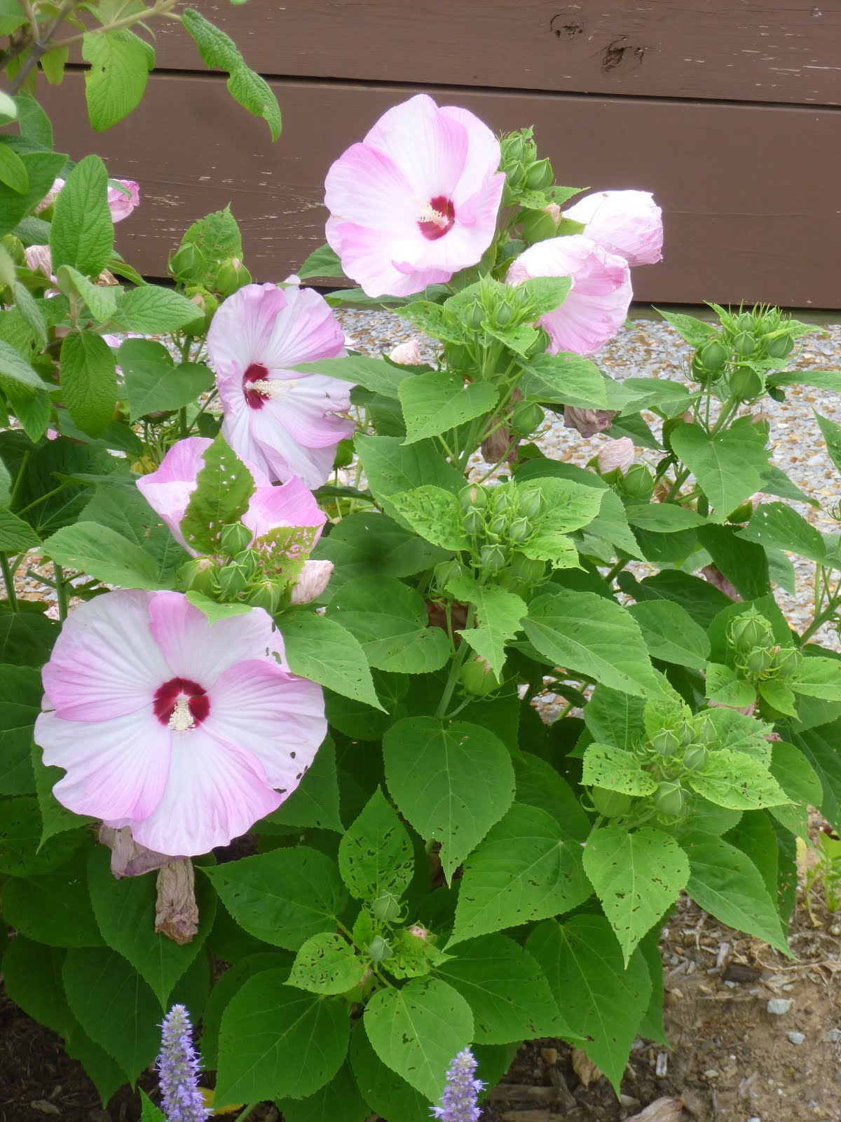 Hibiscus moscheutos Luna